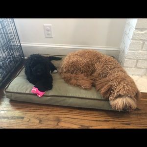 Meet your Posher, Henry